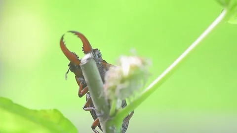 Stag beetle Stock Footage 161314648