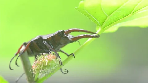 Stag beetle Stock Footage 161314672