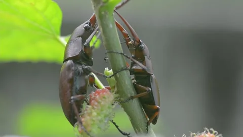 Stag beetle Stock Footage 161314677