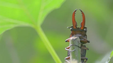 Stag beetle Stock Footage 161314688