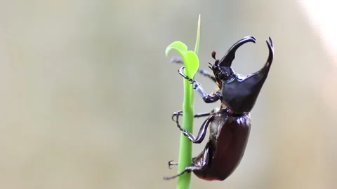 Stag beetle Stock Footage 208242327