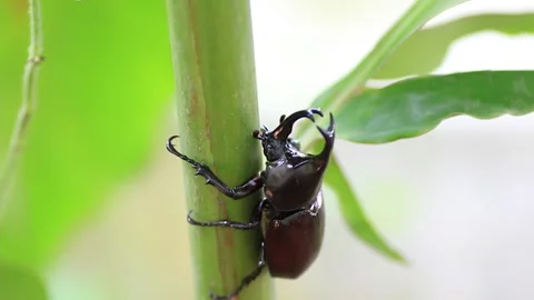 Stag beetle Stock Footage 208242672