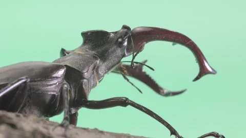 A stag beetle on a green background in the studio Stock Footage 276690420