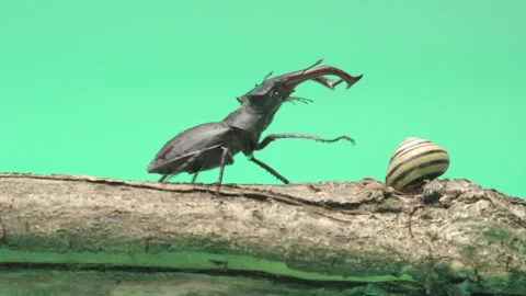 A stag beetle on a green background is walking on wood Stock Footage 276690312