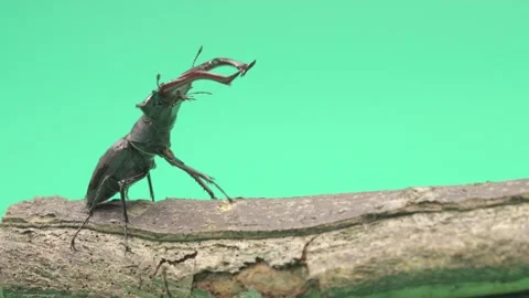 A stag beetle on a green background is walking on wood Video stock 276690357