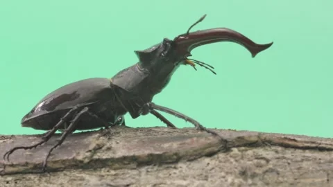 A stag beetle on a green background is walking on wood Stock Footage 276690370