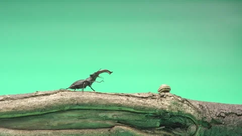 A stag beetle on a green background is walking on wood Stock Footage 276690391
