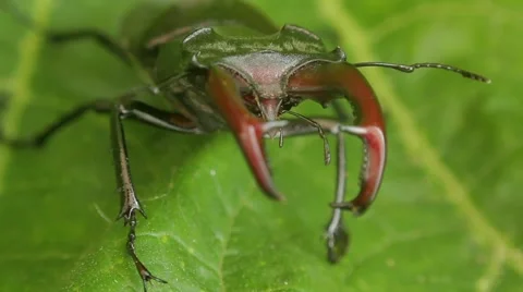 Stag beetle on green leaf Stock Footage 51557530