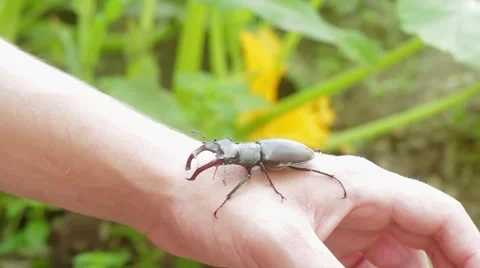 Stag beetle on a hand Stock-Footage 51557487