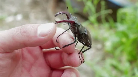 Stag beetle on a hand 動画素材 51557507