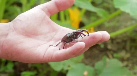 Stag beetle on a hand Stock Footage 51557519
