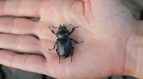 Stag Beetle on Hand HD Stock Footage 32151480