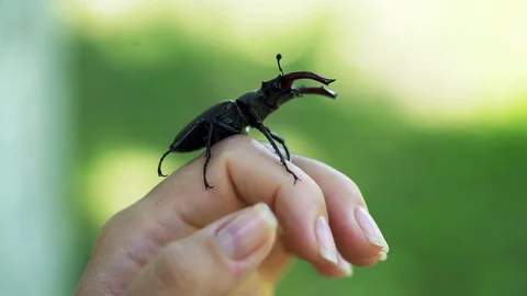 Stag beetle in hand. Lucanus cervus. Fighting beetles Vidéo 99533290