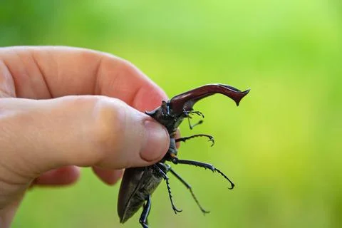 Stag beetle in the hand of a man. Side view. Close-up. Blurred bright green Stock Illustration
