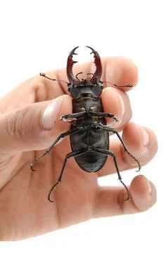 Stag beetle in hand Foto stock