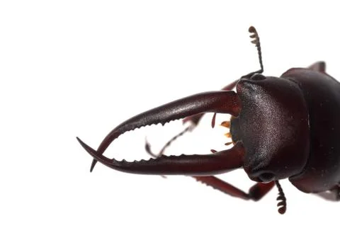 Stag beetle head macro isolated Stock-Fotos