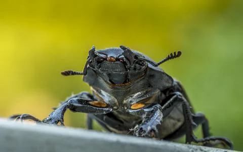 Stag Beetle - Head On Foto stock