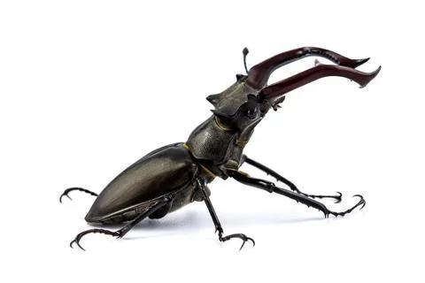 Stag beetle huge insect Stock Photos
