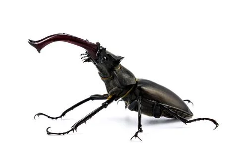 Stag beetle huge insect Stock Photos