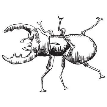 Stag beetle Stock Illustration
