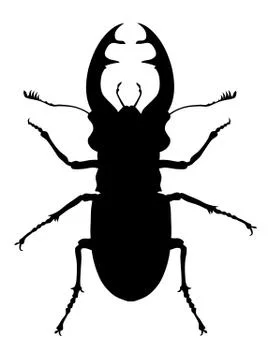 Stag beetle Stock Illustration