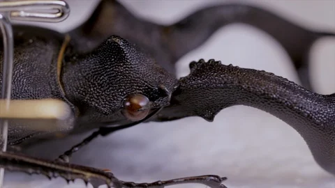 Stag beetle insect close up bug specimen entomology laboratory. Male stag beetle Stock Footage 120608466