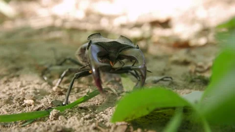 Stag Beetle Insect Stock Footage 135107070