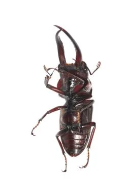 Stag beetle isolated Stock Photos