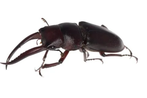 Stag beetle isolated Stock Photos