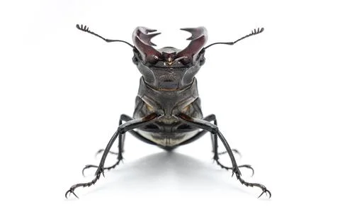Stag beetle isolated on white, front view Stock Photos