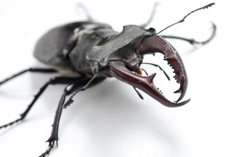 Stag beetle isolated on white, front view Stock Photos