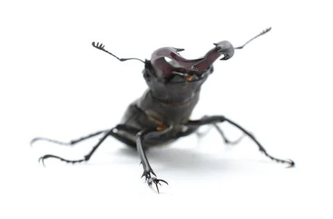 Stag beetle isolated on white, side view Stock Photos