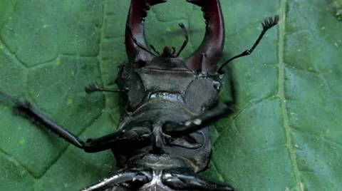 Stag beetle on its back 動画素材 51557452