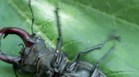 Stag beetle on its back Stock Footage 51557467