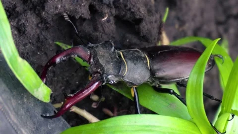 Stag beetle is the largest beetle and one of the most recognizable members 스톡 동영상 336301990