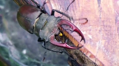 Stag beetle is the largest beetle and one of the most recognizable members Stock Footage 336301997