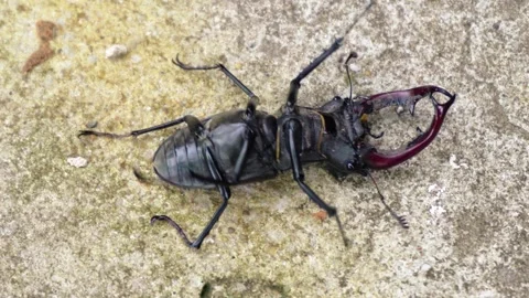 Stag beetle is the largest beetle and one of the most recognizable members Stock-Footage 336301999