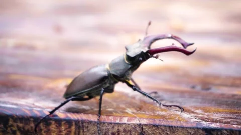 Stag beetle is the largest beetle and one of the most recognizable members Video stock 336302000