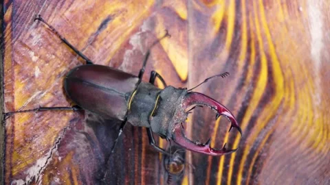 Stag beetle is the largest beetle and one of the most recognizable members Stock Footage 336302015
