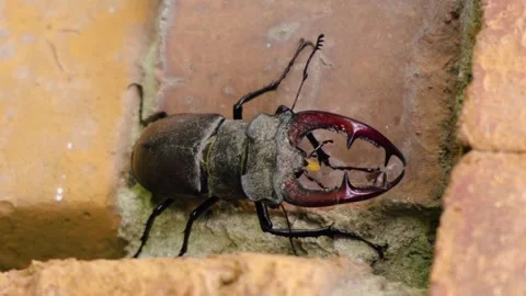 Stag beetle is the largest beetle and one of the most recognizable members Stock Footage 336302024