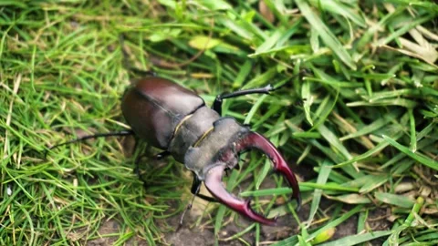 Stag beetle is the largest beetle and one of the most recognizable members Stock Footage 336302026