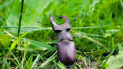 Stag beetle is the largest beetle and one of the most recognizable members Video stock 336302045