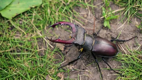 Stag beetle is the largest beetle and one of the most recognizable members Stock Footage 336302047