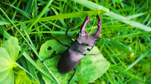Stag beetle is the largest beetle and one of the most recognizable members Stock-Footage 336302062