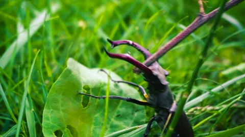 Stag beetle is the largest beetle and one of the most recognizable members Stock Footage 336302083
