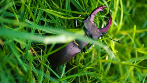 Stag beetle is the largest beetle and one of the most recognizable members Stock-Footage 336302091