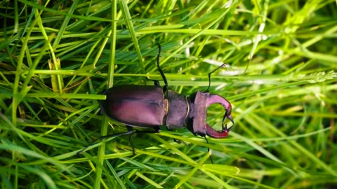 Stag beetle is the largest beetle and one of the most recognizable members Stock-Footage 336302108