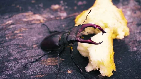 Stag beetle is the largest beetle and one of the most recognizable members Video stock 336302127