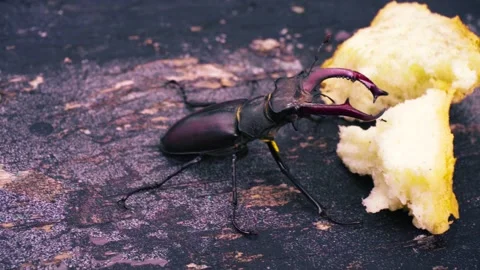 Stag beetle is the largest beetle and one of the most recognizable members Stock Footage 336302134