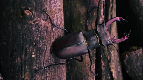 Stag beetle is the largest beetle and one of the most recognizable members Stock Footage 336302145